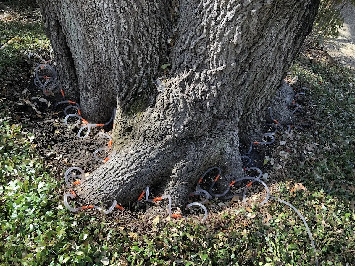 Detailed Tree Cabling and Bracing job site in Ione