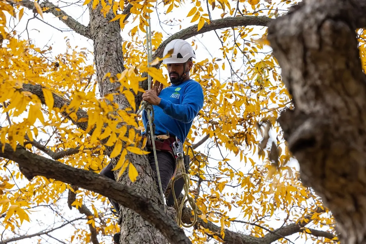 Skilled Tree Planing crew working in Ione